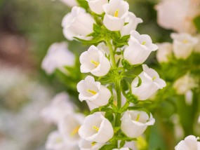 静安区品质花卉价格探秘，温室花卉盆栽植物的价值与魅力静安区花卉市场